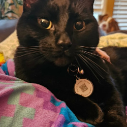 {petName}, a Black Domestic Shorthair Cat